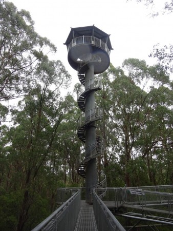 Wandelen tussen de boomtoppen met een toren tot 60 m boven de grond