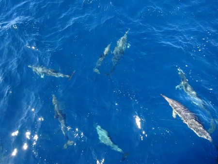 Dolfijnen tijdens het walvis spotten